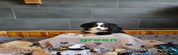 Bernese Mountain Dog dogs for sale: Green - Ad 2