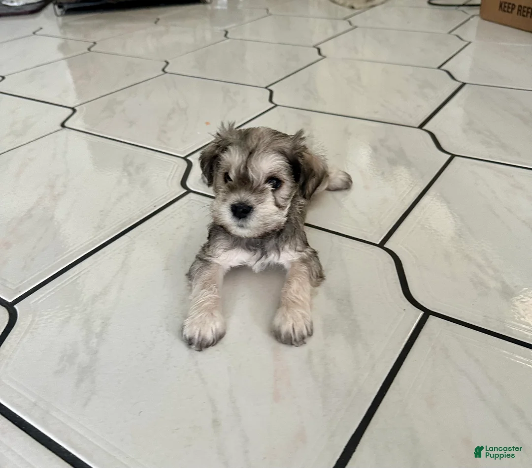Miniature Schnauzer dogs for sale: Miniature Schnauzer 2 - Ad 2