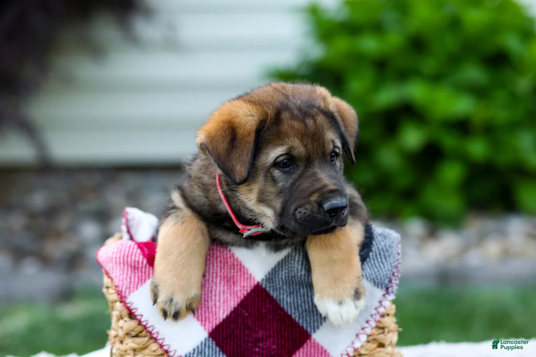 Sheprador dogs for sale: Bruno - Ad 2
