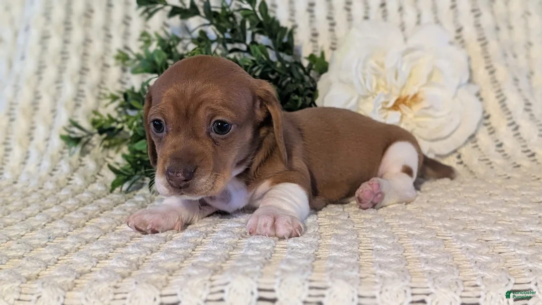 Miniature Dachshund dogs for sale: Zya - Ad 6