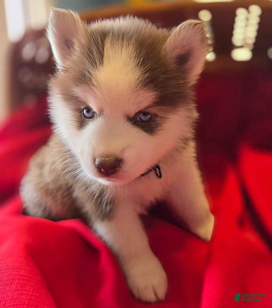 Pomsky dogs for sale: Bandit - Ad 3