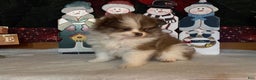 Pomeranian dogs for sale: Jenson - Ad 4