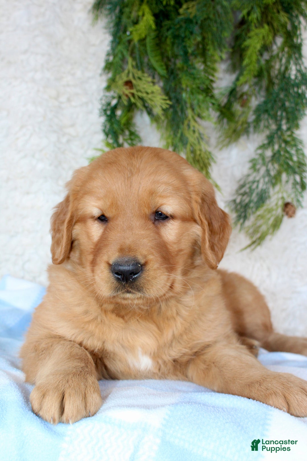 Golden Retriever dogs for sale: Rocky  - Ad 1