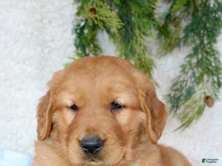 Golden Retriever dogs Rocky - Ad 19