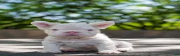 French Bulldog dogs for sale: Pinkzilla - Ad 2