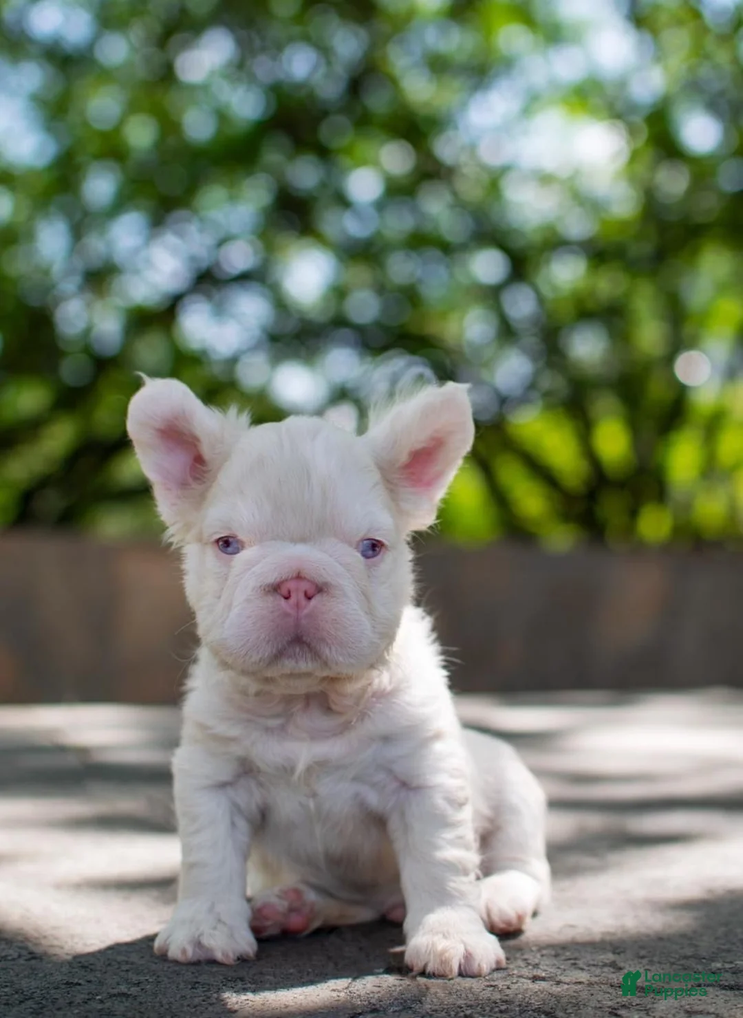 French Bulldog dogs for sale: Pinkzilla - Ad 2
