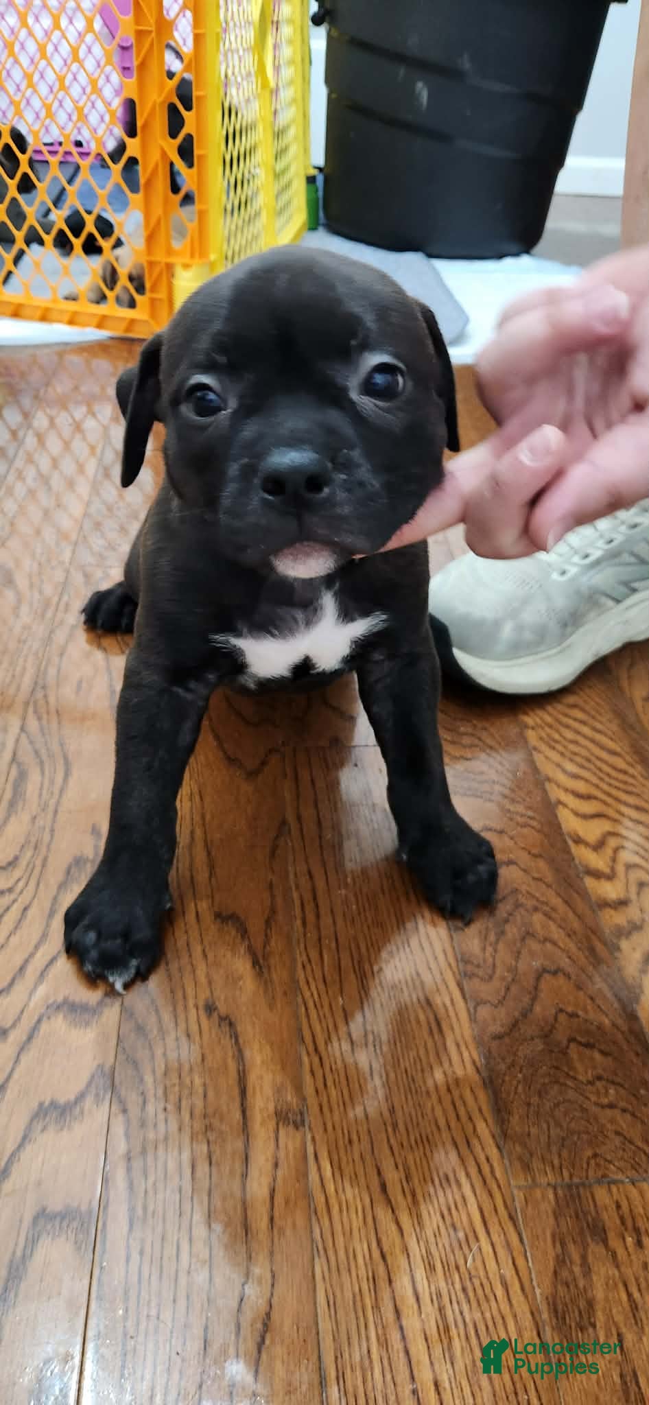 American Bully dogs for sale: Black w/ white chest patch Male - Ad 2
