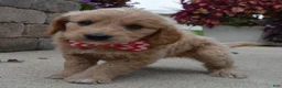 Mini Goldendoodle dogs for sale: Mini Gracie - Ad 11