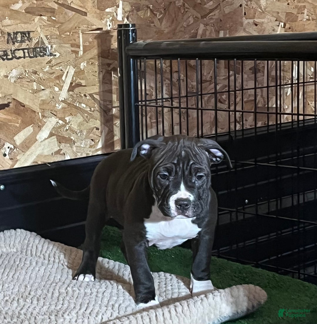 American Bully dogs for sale: Luna - Ad 6