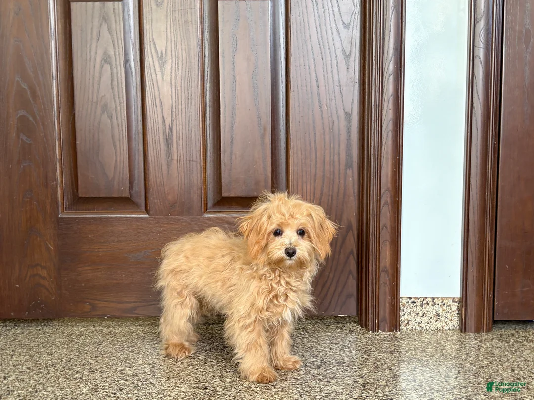 Maltipoo dogs for sale: Cutie - Ad 2