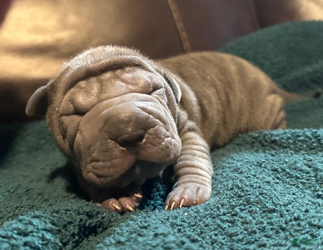 Shar Pei dogs for sale: Dove - Ad 1