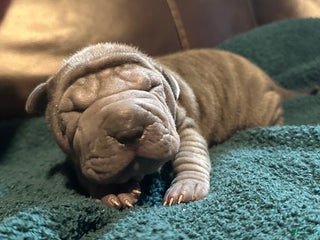 Shar Pei dogs Dove - Ad 2