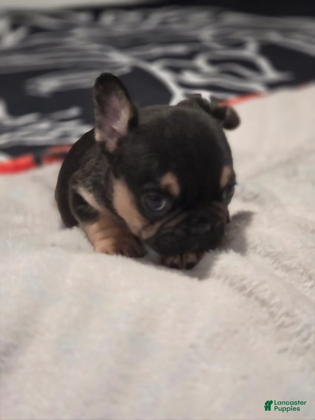 French Bulldog dogs for sale: French Bulldog Puppy 3 - Ad 2