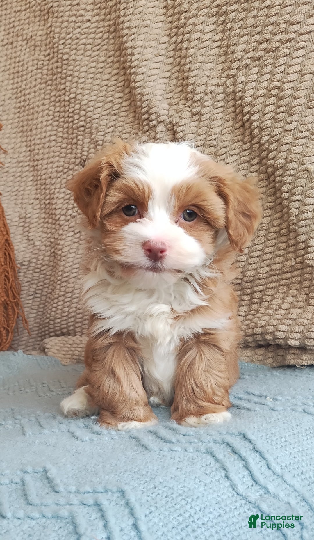 Havanese dogs for sale: Holly - Ad 3