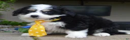 Mini Bernedoodle dogs for sale: Mini Bruno - Ad 3