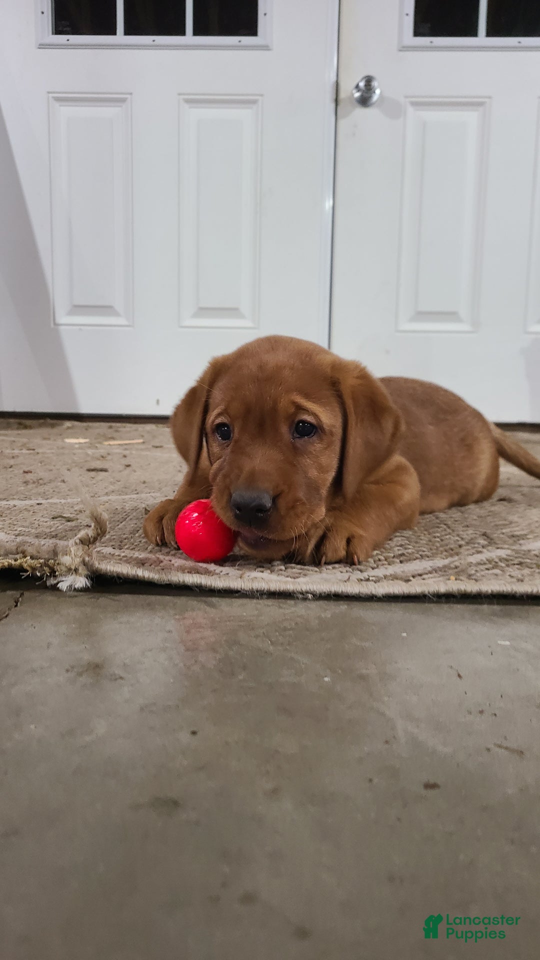 Labrador Retriever dogs for sale: Snip - Ad 4