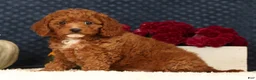 Cavapoo dogs for sale: Shelly - Ad 5