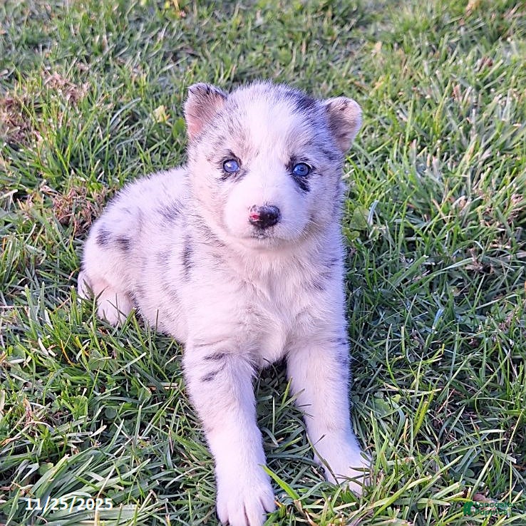 Gerberian Shepsky dogs Bailey - Ad 3