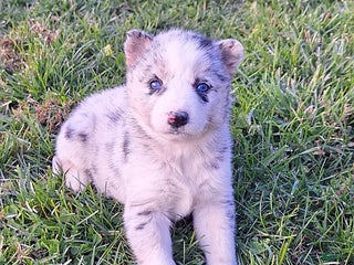 Gerberian Shepsky dogs Bailey - Ad 11