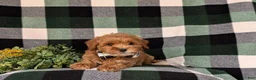 Cockapoo dogs for sale: Bryson 9 lbs Full Grown - Ad 5