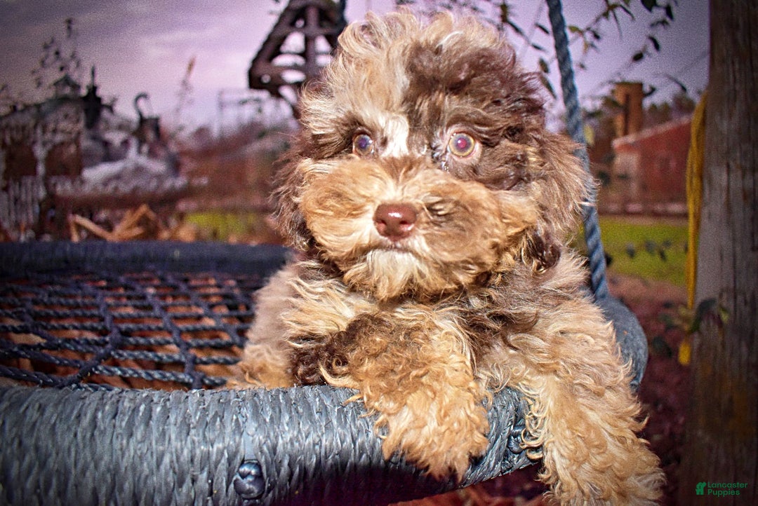 Havapoo dogs for sale: YoYo - Ad 6