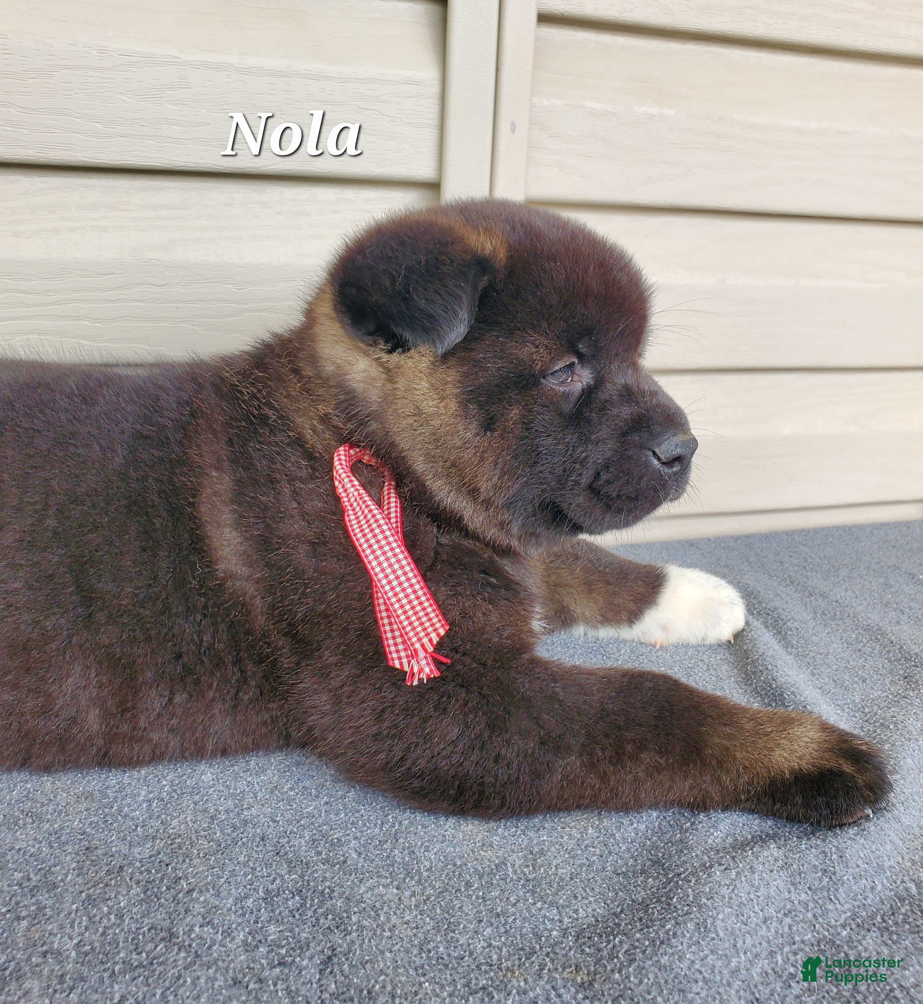 Akita dogs Nola - Ad 2