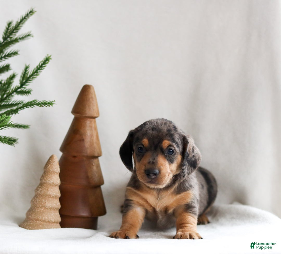 Miniature Dachshund dogs for sale: Harper - Ad 3