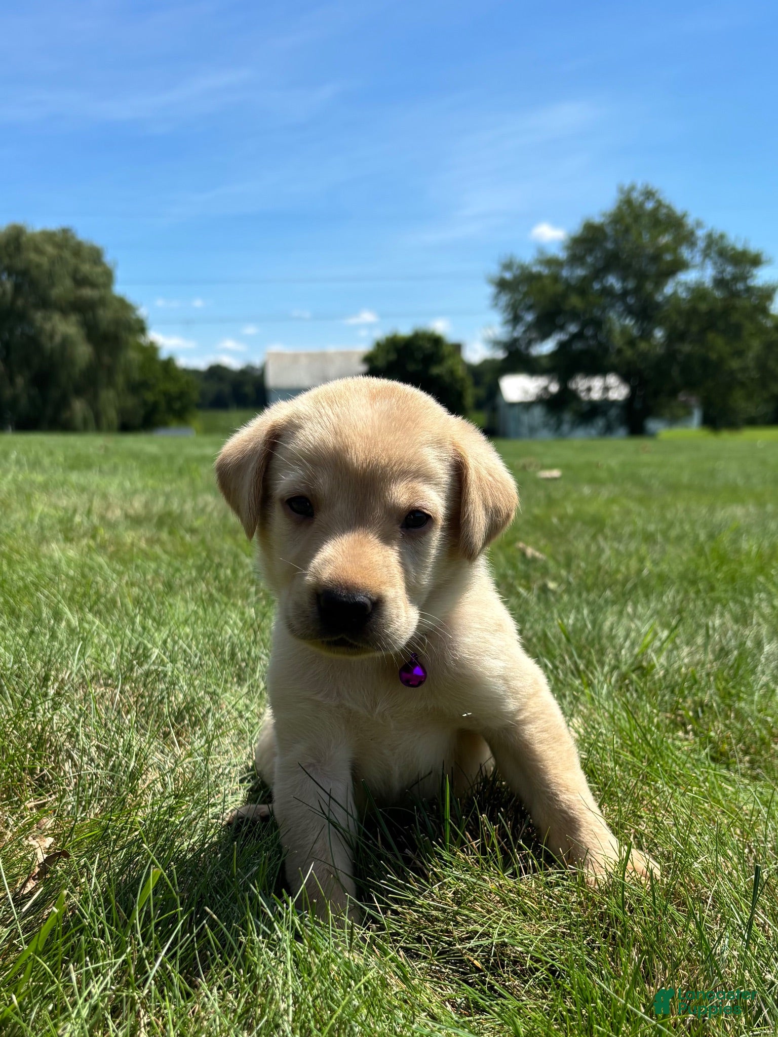 Labrador Retriever dogs  Ember - Ad 2