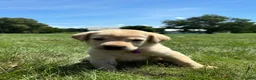 Labrador Retriever dogs for sale:  Ember - Ad 2