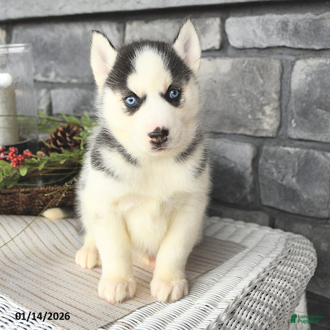 Siberian Husky dogs for sale: Gloria - Ad 2