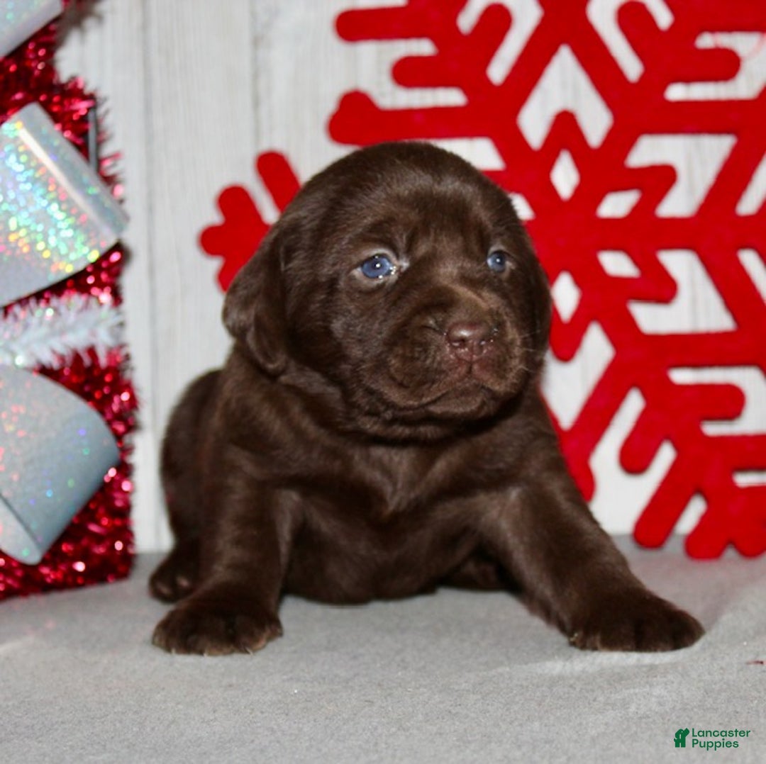 Labrador Retriever dogs for sale: Sugar - Ad 3