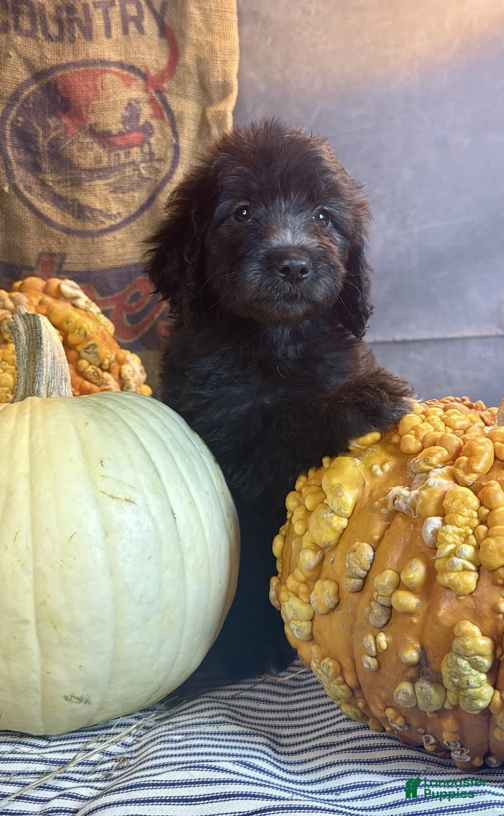 Goldendoodle dogs Petunia - Ad 2