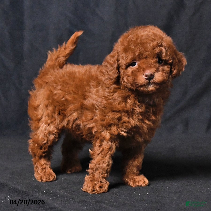 Toy Poodle dogs Zoey - Ad 2