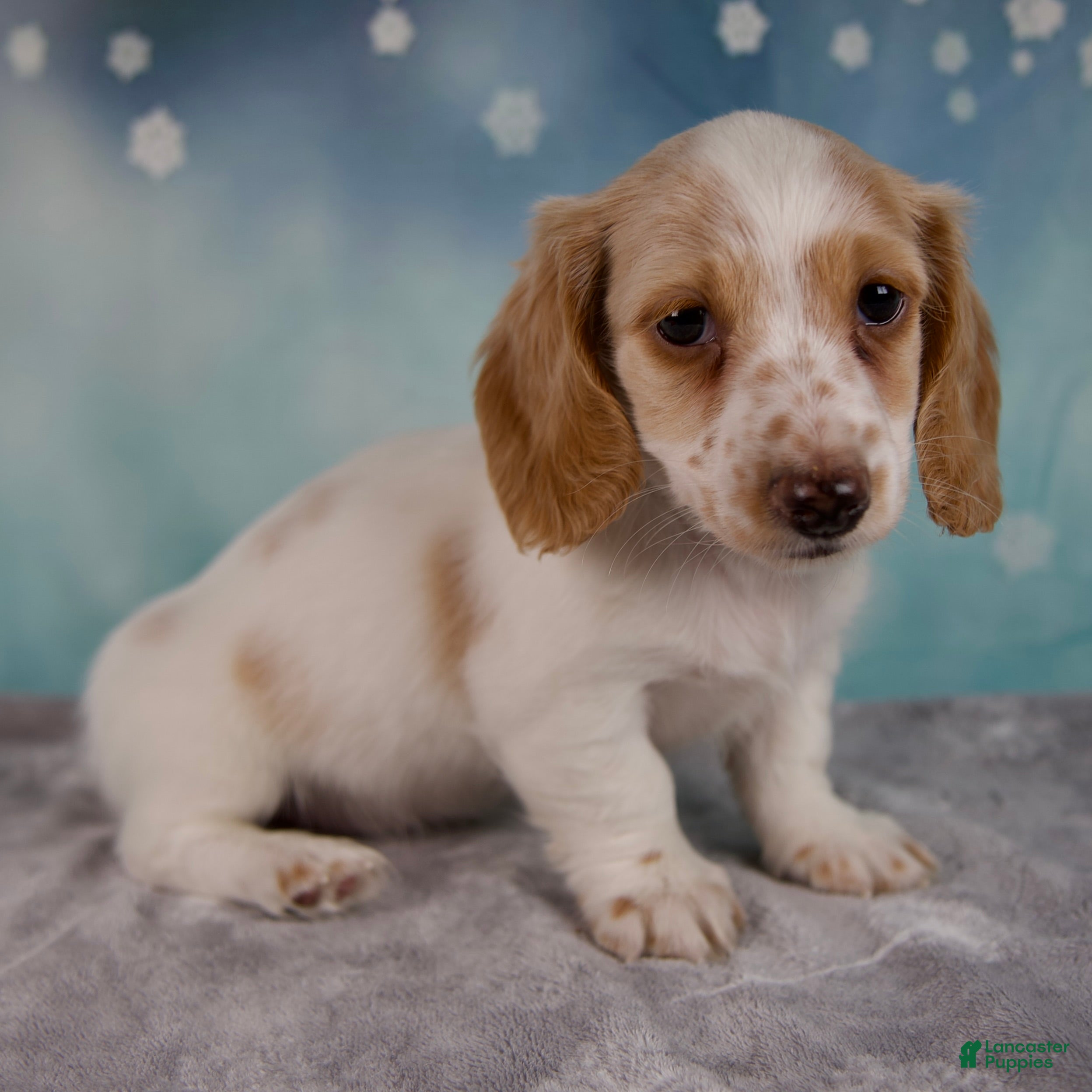 Miniature Dachshund dogs Polo - Ad 25