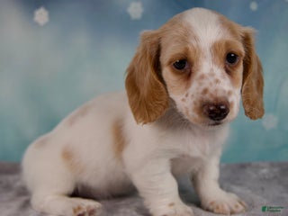 Miniature Dachshund dogs Polo - Ad 32