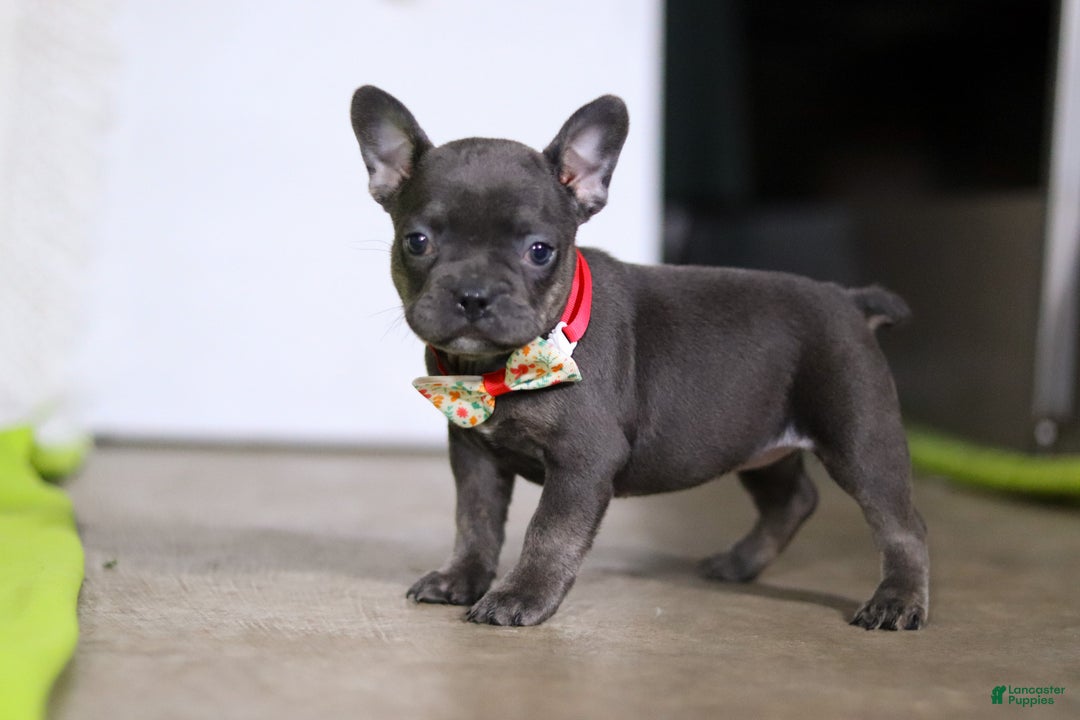 Mixed Breed dogs for sale: Sarah - Ad 4