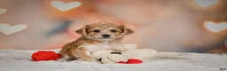 Yorkiepoo dogs for sale: Becca - Ad 9