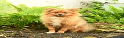Pomeranian dogs for sale: Rascal - Ad 5