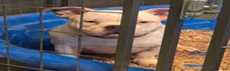 American Bully dogs for sale: Blue  - Ad 3