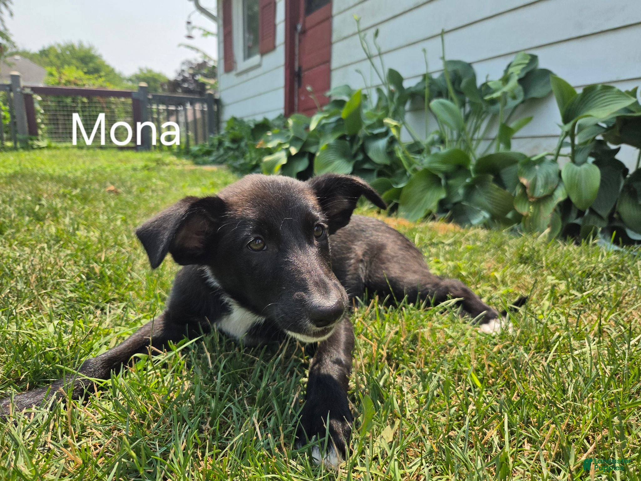 Border Collie dogs Mona - Ad 29