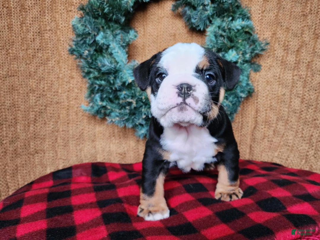 English Bulldog dogs for sale: Easton - Ad 19