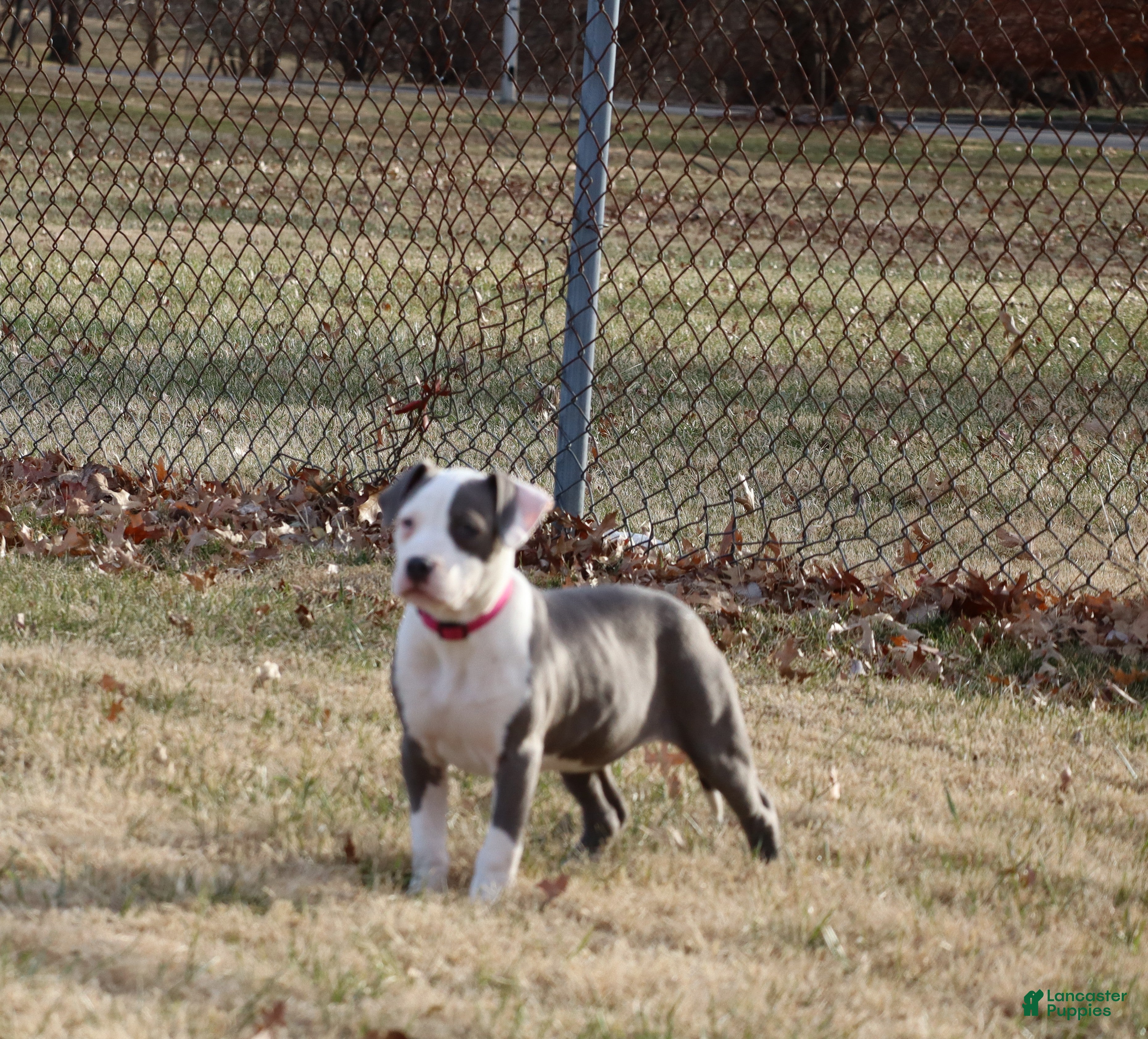 American Bully dogs Spotty - Ad 5