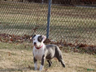 American Bully dogs Spotty - Ad 20