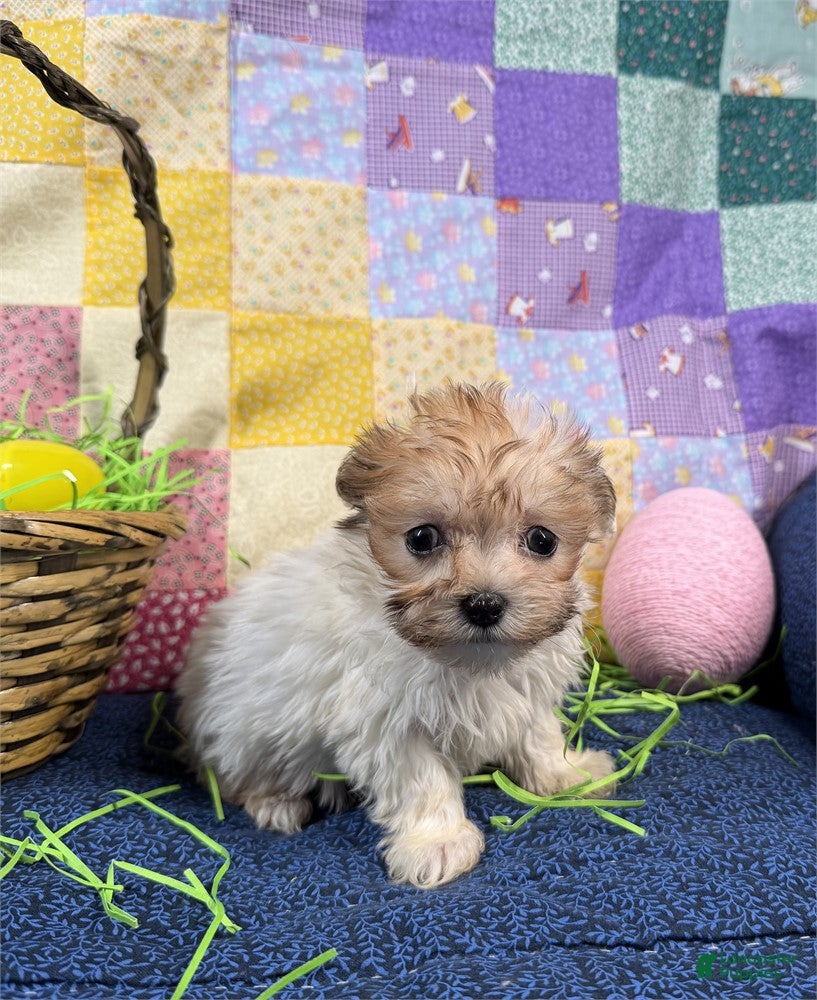 Maltipoo dogs Maltipoo Puppy 1 - Ad 13