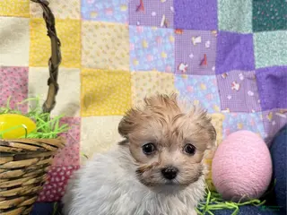 Maltipoo dogs Maltipoo Puppy 1 - Ad 30