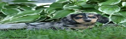 Miniature Dachshund dogs for sale: Willow - Ad 2