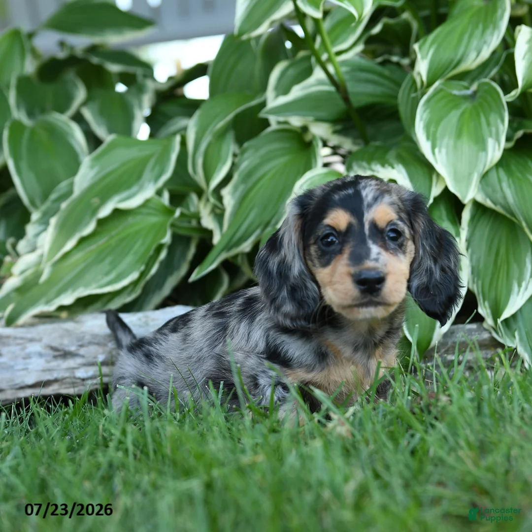 Miniature Dachshund dogs for sale: Willow - Ad 2