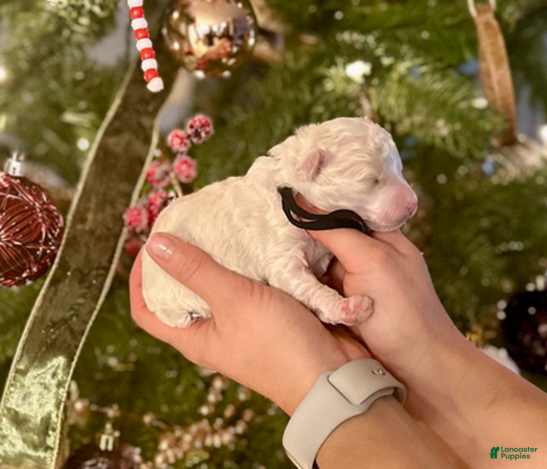 Miniature Poodle dogs for sale: Paul McCartney - Ad 6