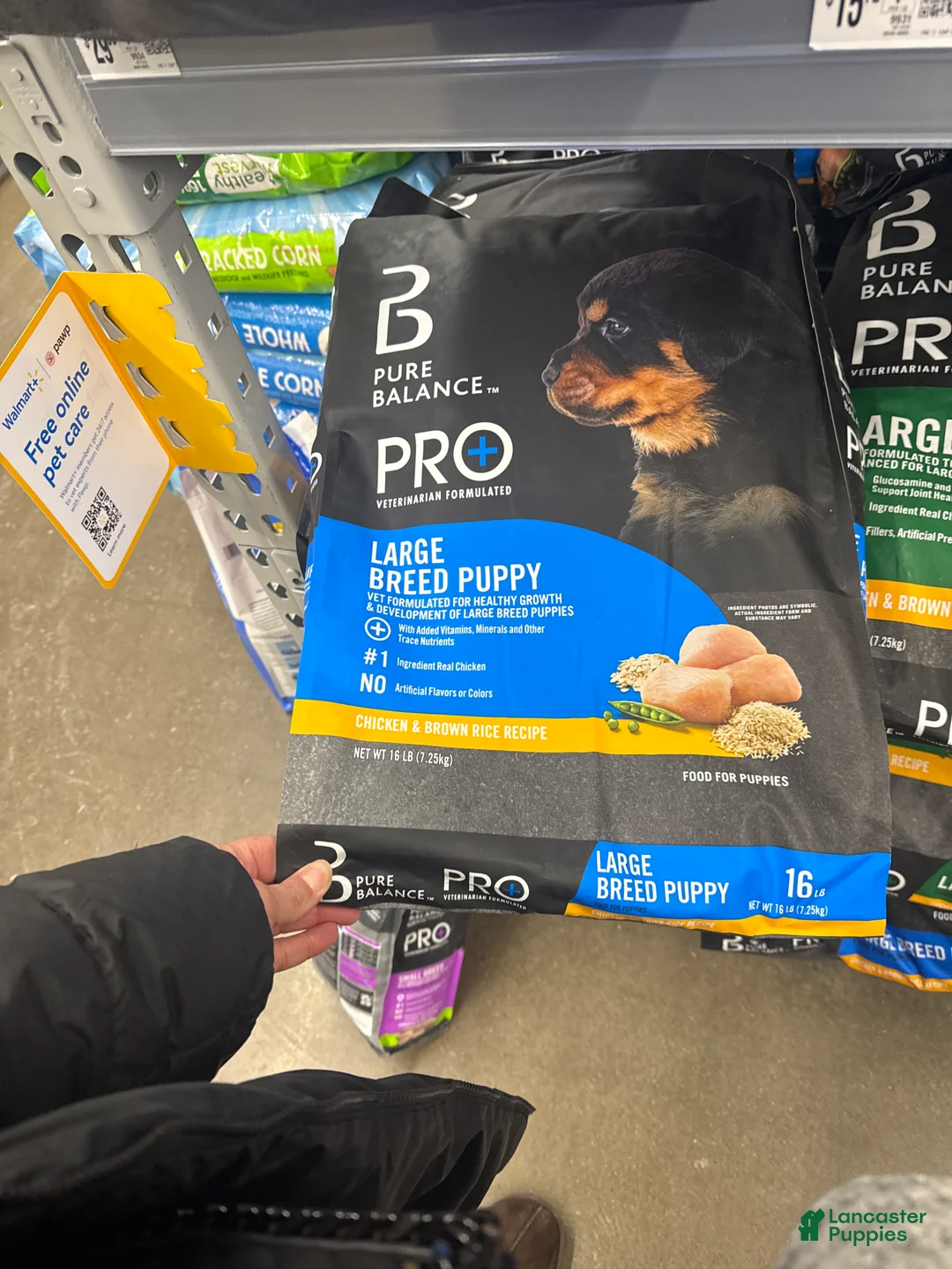 Great Dane dogs for sale: Willow - Ad 5