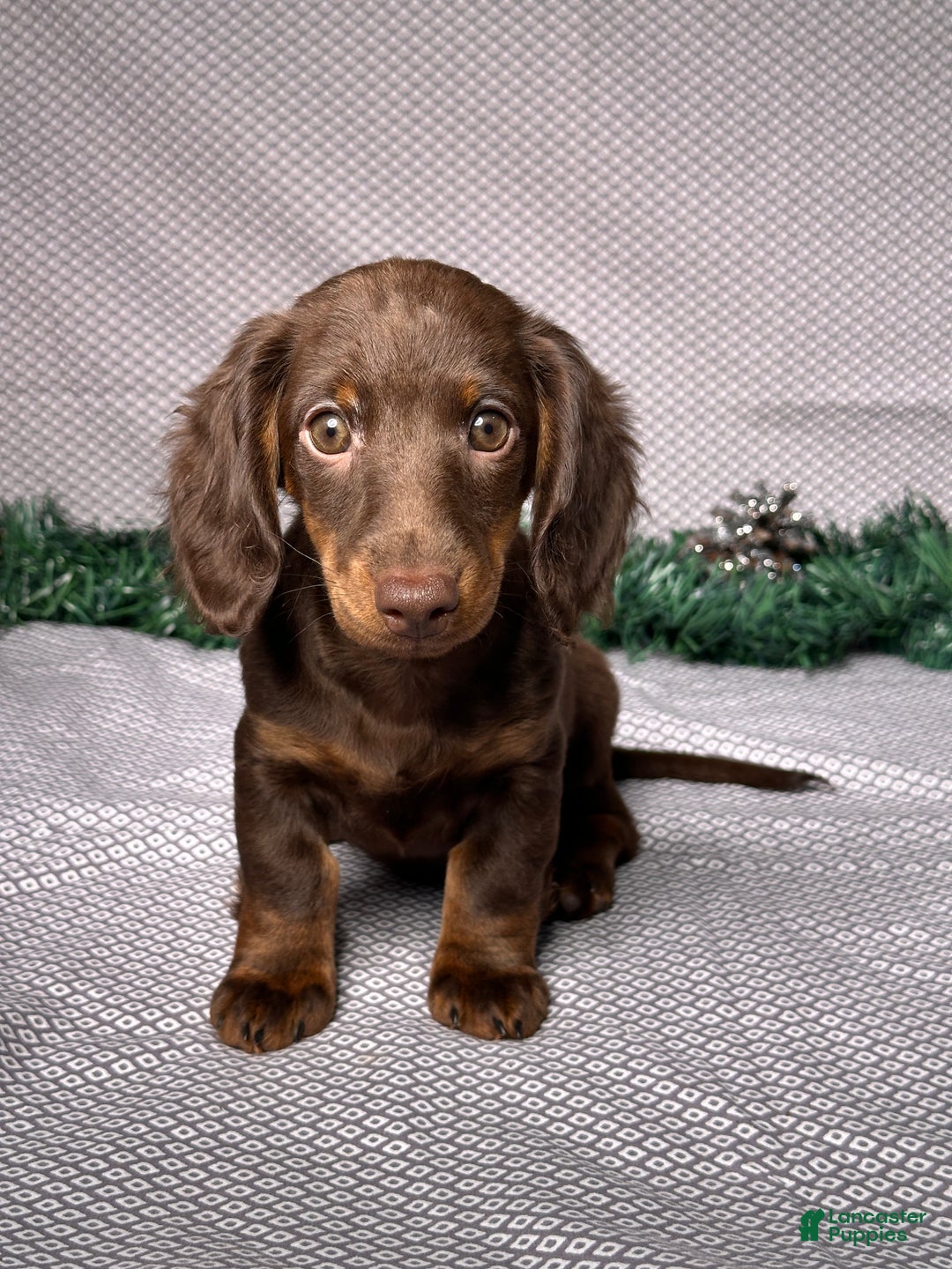 Miniature Dachshund dogs for sale: Ivy - Ad 1